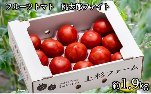 甘さにうっとりフルーツトマト（桃太郎ファイト）約1.9kg12～16玉入り 1334277 - 北海道奈井江町
