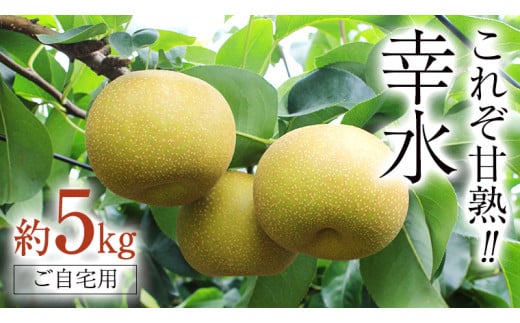 これぞ甘熟 『 幸水 』 5kg ( 自家用 ) フルーツ 果物 国産 日本産 梨 ナシ なし 和梨 [DJ001ci]