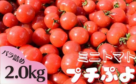 まるでサクランボのような見ためのミニトマト（プチぷよ）バラ詰め／2.0kg 651157 - 茨城県鉾田市