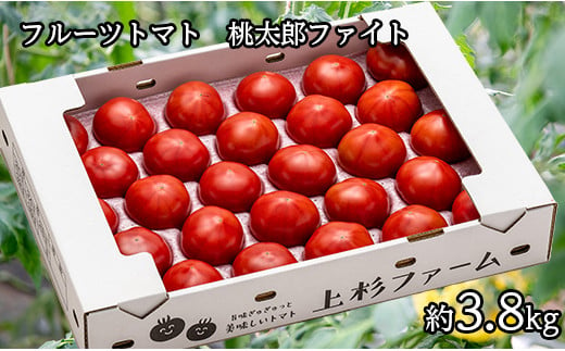 甘さにうっとりフルーツトマト（桃太郎ファイト）約3.8kg24玉～32玉 1334276 - 北海道奈井江町