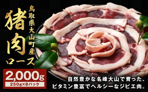 GB-12　猪肉　ロース　2kg（250g×8パック） 866638 - 鳥取県大山町