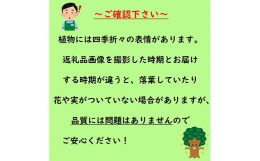 甘い香り♪月桂樹(ローリエ) 樹高約70～80cm 取扱説明書付き【1036905