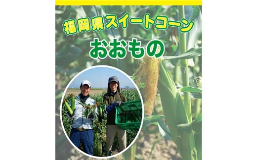 福岡県産 SDGs米糠堆肥で作った メロンより甘い「博多あまっコーン(おおもの)」4.5kg以上 (約10～15本)