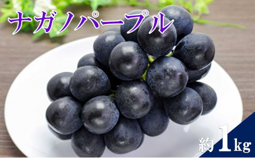 ナガノパープル 2~3房 約1kg 932277 - 長野県千曲市
