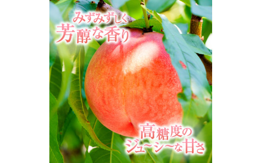 新鮮産直甲州市！旬の果物3品定期便【先行予約】（KSF）D-126 - 山梨県 ...
