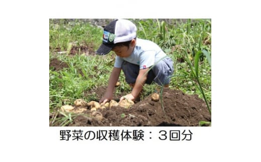 野菜の収穫体験 3回分【1404993】 929807 - 愛知県東郷町