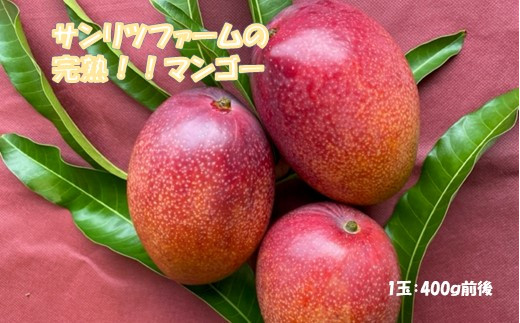 アップルマンゴー　糖度15度以上　完熟マンゴー1玉（アーウィン種）