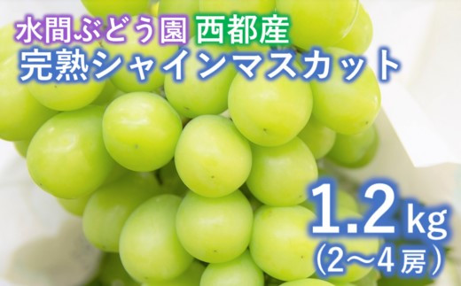 今が旬！シャインマスカット約1.2kg 西都産完熟ぶどう まもなく終了