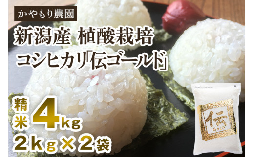 【令和5年産新米】新潟産コシヒカリ「伝ゴールド」白米真空パック 精米4kg(2kg×2)南麻布の高級料亭で提供される極上米 かやもり農園 910241 - 新潟県加茂市