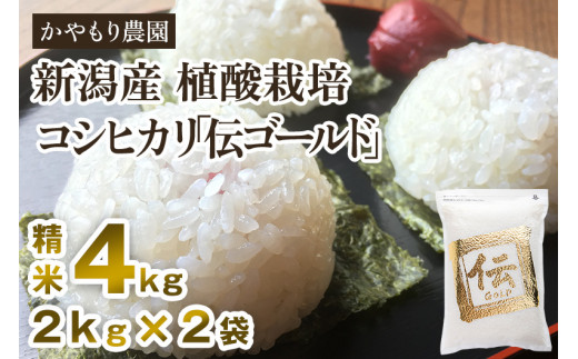 【令和5年産米】新潟産コシヒカリ「伝ゴールド」白米真空パック 精米4kg（2kg×2）南麻布の高級料亭で提供される極上米 かやもり農園 910241 - 新潟県加茂市