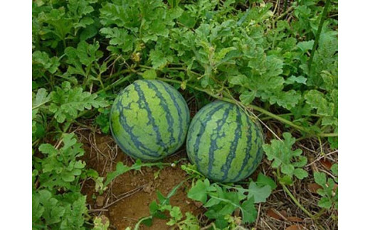 紅こだま西瓜（ひとりじめセブン）2玉入り ※2023年5月中旬～7月下旬頃に順次発送予定 ※着日指定不可