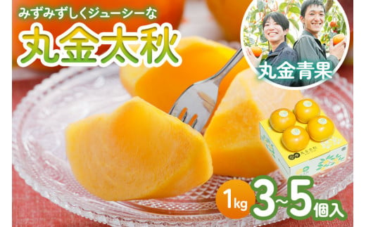 [ふるさと納税][先行予約] 黄色くても食べ頃!丸金太秋 1kg(3〜5個入り)[一口噛めば果汁がしたたるジューシーな甘柿]2024年10月中旬より順次発送 [mt049]|かき 太秋 フルーツ 岐阜県 本巣市 14000円