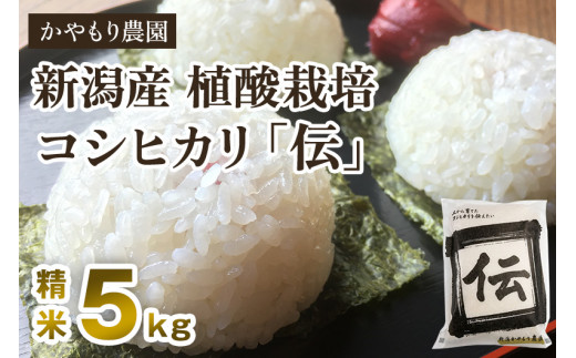 【即日発送】佐賀県産　コシヒカリ　白米10kg 高級　米