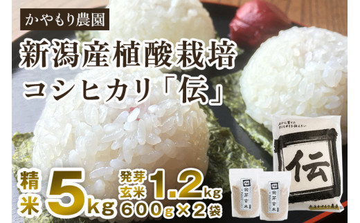 新潟産コシヒカリ「伝」精米5kgと発芽玄米1.2kg（600g×2）セット かやもり農園