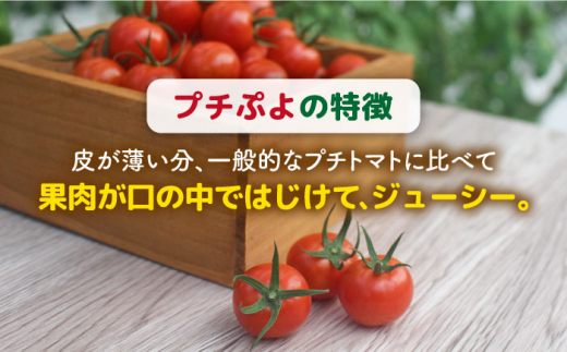 ミニトマト （ プチぷよ ） 150g × 12パック 糸島市 / かわぞえ農園 