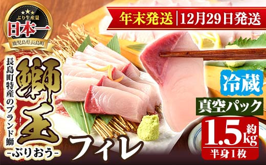 2023年12月28日発送予定＞長島町特産「鰤王」フィレ(約1.5kg・半身1枚