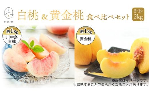 No.2673カンノファーム　白桃＆黄桃食べ比べセット　約2kg【2023年発送】