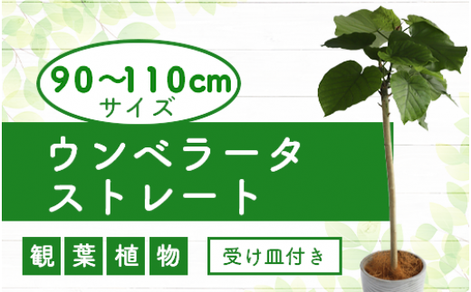 4月～発送【観葉植物】ウンベラータ ストレート90cm～110cm(弓指園芸