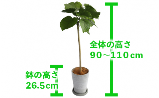 【観葉植物】ウンベラータ ストレート90cm～110cm(弓指園芸/019-1369) 南国鹿児島県で育った 観葉植物！植物 鉢付 インテリア 室内  オフィス おしゃれ プレゼント ギフト 開店祝い 移転祝い マイナスイオン【配送不可地域：北海道・沖縄県・離島】|弓指園芸