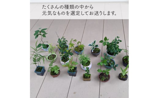 お任せ3種】ミニ観葉植物 盆栽小鉢 テーブルプランツ 小さい プラント