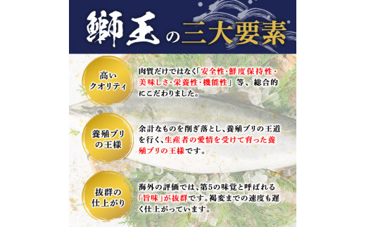 テレビで紹介されました！長島町特産「鰤王」フィレ(約1.5kg・フィレ1枚)【JFA】jfa-710