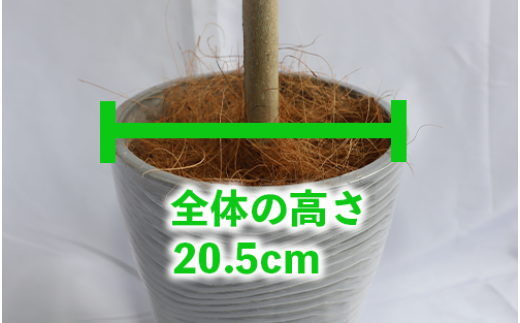 4月～発送【観葉植物】ウンベラータ ストレート90cm～110cm(弓指園芸