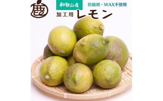 ＜先行予約＞加工用　黒潮レモン10kg+300g（傷み補償分）【和歌山有田産】【防腐剤・WAX不使用、安心の国産レモン】【わけあり・訳ありレモン】【果汁用】 ※2024年9月上旬頃～2025年4月下旬頃に順次発送【ikd182】 1416066 - 和歌山県太地町