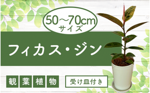 観葉植物】シュロチク70cm~90cm(弓指園芸/014-1418) 南国鹿児島県で