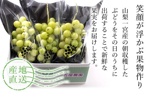朝採り】シャインマスカット 約1.1kg以上 山梨県笛吹市一宮産 産地直送