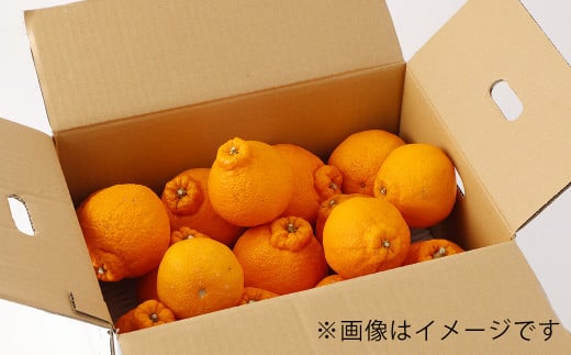 屋根掛けハウス栽培 山口さん家の不知火 約3kg 柑橘 果物 フルーツ