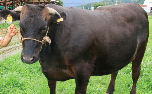 博多和牛100％ 贅沢本格手ごねハンバーグ 約150g×10個