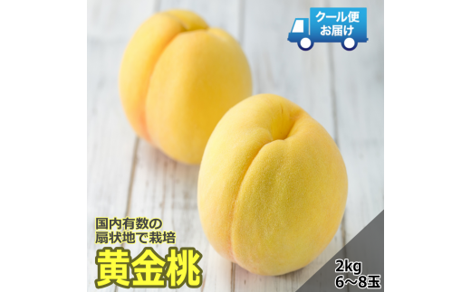 【令和7年発送先行予約】 クール便 収穫当日に発送 黄金桃 2㎏ 6~8玉 ALPDG011 940582 - 山梨県南アルプス市