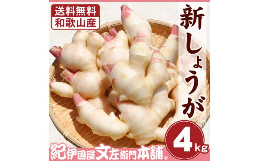 和歌山県産 新生姜 約4kg しょうが ショウガ