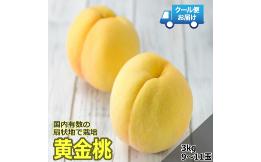 【令和7年発送先行予約】 クール便 収穫当日に発送 黄金桃 3㎏ 9~11玉 ALPDG010 940581 - 山梨県南アルプス市