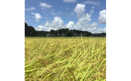 ＜令和4年産＞特別栽培米 多古米コシヒカリ(精米3kg+玄米3㎏)【1032860】|たこまいらいふ萩原農場