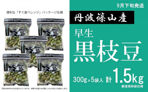 【2023年9月下旬発送】早生丹波黒枝豆300g×5（枝なし）|