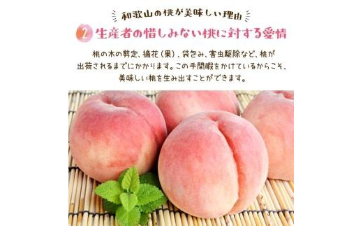 フルーツ王国　和歌山の桃　約２kg（fr-06）【先行予約】【2024年6月中旬～7月下旬発送】