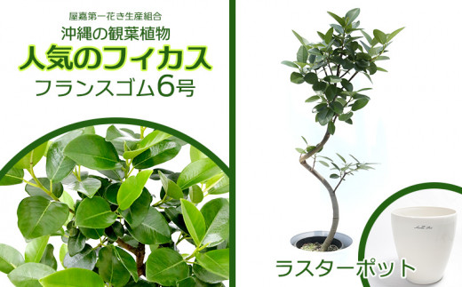 『沖縄の観葉植物』人気のフィカス フランスゴム6号 ラスターポット