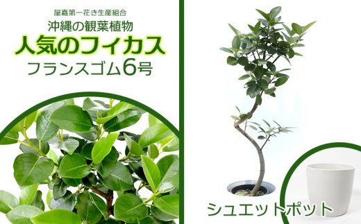 『沖縄の観葉植物』人気のフィカス フランスゴム6号 シュエット鉢ポット