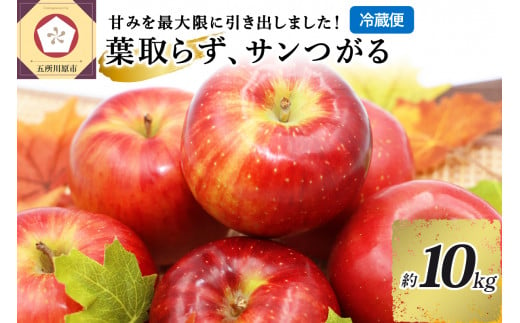 9月 りんご 10kg 葉とらず サンつがる 青森  【2024年 リンゴ 林檎 果物 】