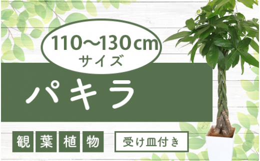 3月下旬～発送【観葉植物】パキラ110cm～130cm(Green Base/025-1444