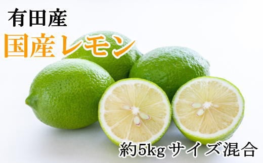 有田産の安心国産レモン約5kg （サイズ混合）※2024年10月中旬～2025年3月下旬頃に順次発送予定（お届け日指定不可） / レモン 檸檬 国産 安心【tec938】 941229 - 和歌山県串本町