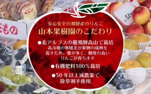 ふるさと納税 岐阜県 高山市 大粒種無しぶどう 詰め合わせ