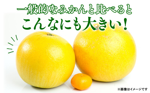 八代市 特産 晩白柚 ばんぺいゆ 2Lサイズ 約2kg ×4玉～5玉 化粧箱入り 柑橘 最大