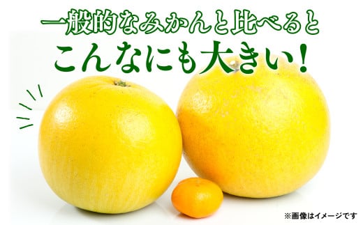 【先行予約】 八代特産 晩白柚（ばんぺいゆ）2Lサイズ（約2kg）×2玉 【2023年12月上旬より発送開始】
