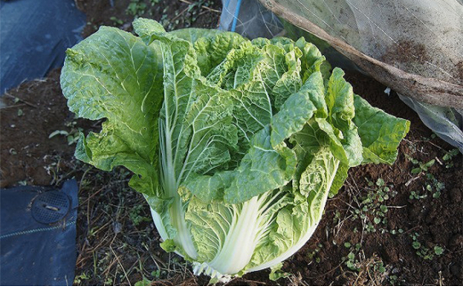 信州高原塩熟野菜（オレンジクイン）約10kg 4玉[№5915-1124] - 長野県