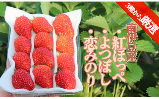 【令和6年2月から順次発送】完熟いちご300g 4パック（DXパック）紅ほっぺ、よつぼし、恋みのりから厳選　【 苺 いちご イチゴ 紅ほっぺ よつぼし 恋みのり 産地直送 旬 果物 フルーツ  くだもの 静岡県 伊豆 南伊豆町 期間限定 】 308972 - 静岡県南伊豆町