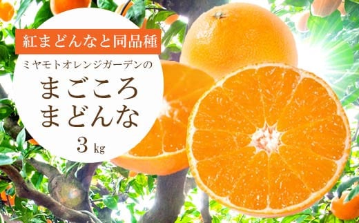 C25-39. ミヤモトオレンジガーデン の「 まごころ まどんな （ 愛媛果試第28号 ） 3ｋｇ 」