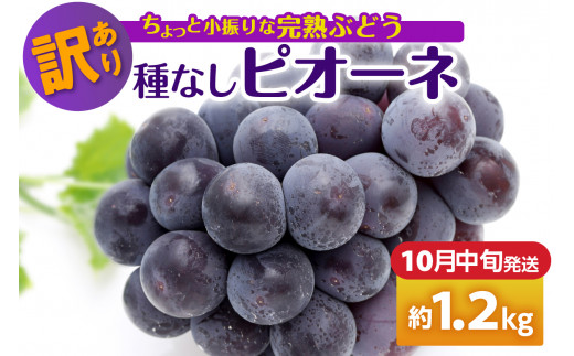 【2024年10月中旬発送】 【訳あり】ぶどう ピオーネ 種なし 1.2kg 程度（小振り・2房） 1064481 - 青森県五所川原市