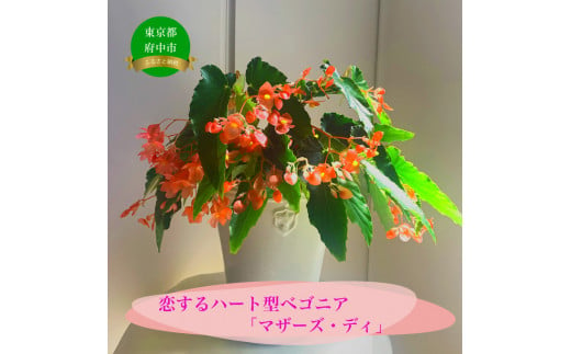 オリジナル品種「マザーズ・ディ」は母の日頃から咲く、四季咲きロングセラー!　